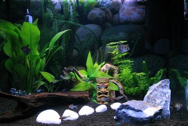 Types of Freshwater Aquarium Snails Types of Freshwater Aquarium Snails