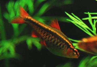 Stocking Your Tank with Schooling Fish Stocking Your Tank with Schooling Fish