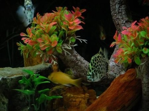 All About Tropical Fish Tanks 