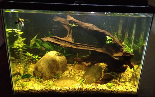 What is an Unfiltered Tank and How do I Cultivate One?