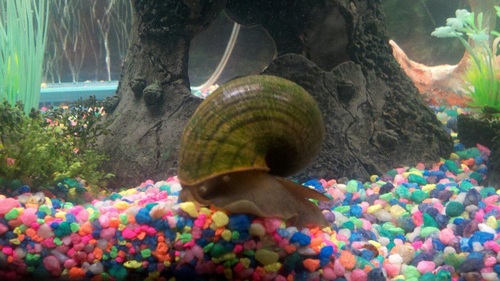 Common fish tank outlet snails