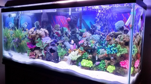 saltwater themed freshwater tank