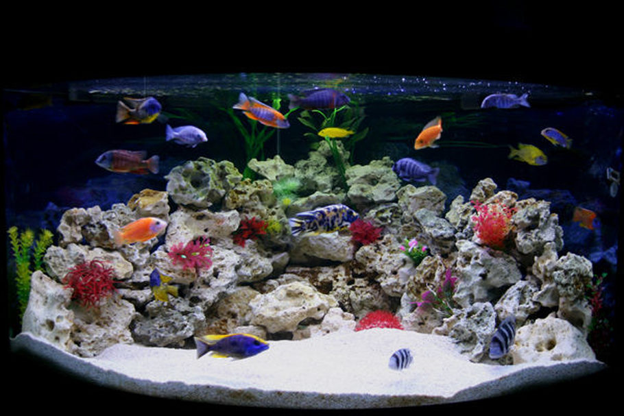 Choosing a Freshwater Aquarium Substrate