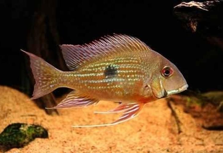 Breeding Freshwater Fish Breeding Freshwater Fish