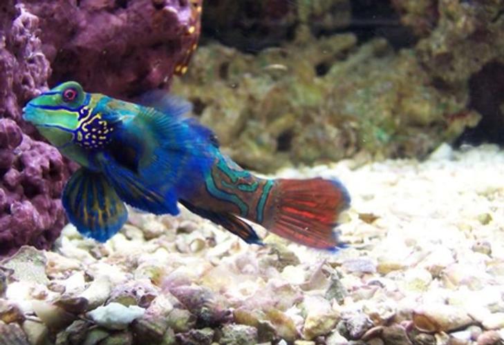 Keeping and Breeding Mandarinfish Keeping and Breeding Mandarinfish