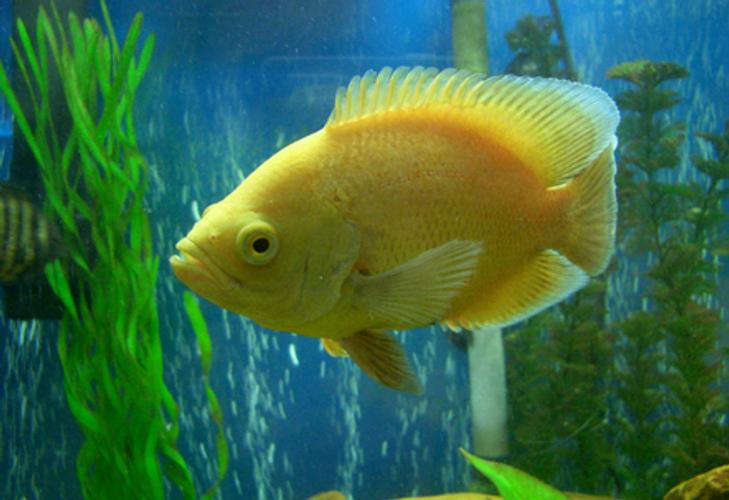 Study Reveals that Fish May Have Individual Personalities Study Reveals that Fish May Have Individual Personalities