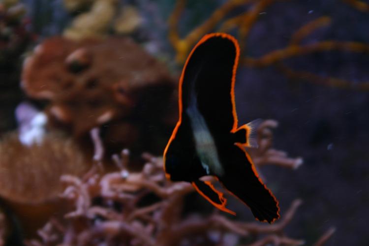 New Discovery Key to Keeping Pinnatus Batfish New Discovery Key to Keeping Pinnatus Batfish