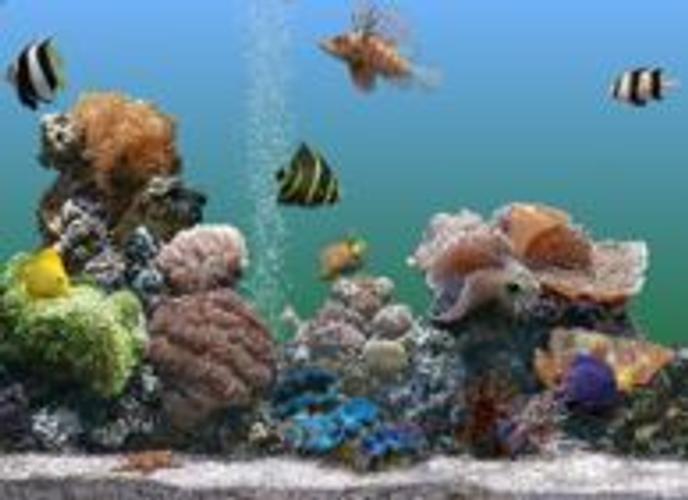 best marine aquarium screensaver