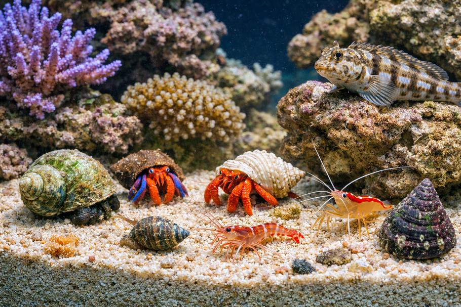Establishing up a Clean-up Crew in Your Saltwater Aquarium Establishing up a Clean-up Crew in Your Saltwater Aquarium