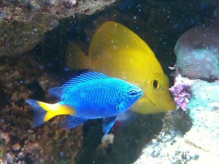 The Benefits of Purchasing Saltwater Fish Online