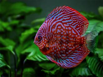 Tips for Breeding Discus Fish