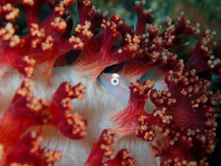 Caring for Saltwater Gobies