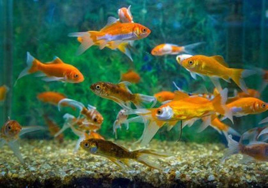 How to Raise Cichlid Fry to Maturity