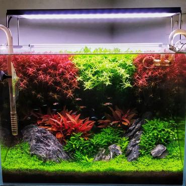 Lighting Solutions for Small Tanks