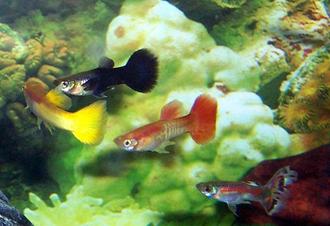 The Science Behind Behavior: Fish Jumping Out of Tanks