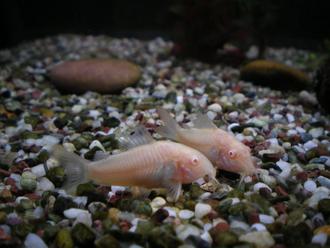 Corydoras Catfish: Community-Friendly Bottom Feeders