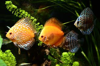 Tips for Stocking Your Aquarium by Color