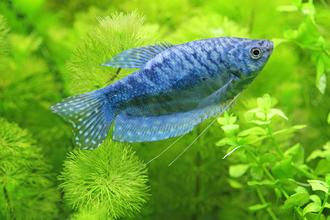 Tips for Breeding Gouramis in the Home Aquarium