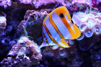 Choosing the Right Butterflyfish for Your Reef Tank