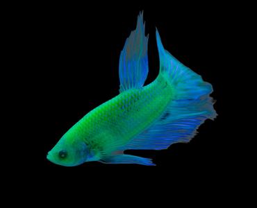 What Are GloFish and How Do You Care for Them?