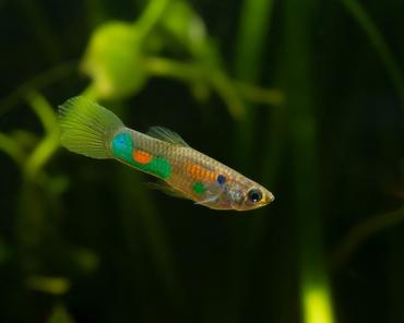 Best Fish for a 10-Gallon Tank with Plants: A Complete Guide for Beginners
