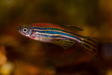 Top 10 Beginner-Friendly Freshwater Fish (With Care & Compatibility Tips)