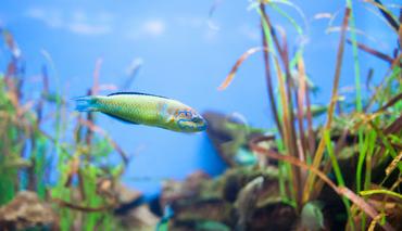 Aquarium Water Changes: How Often and How Much?