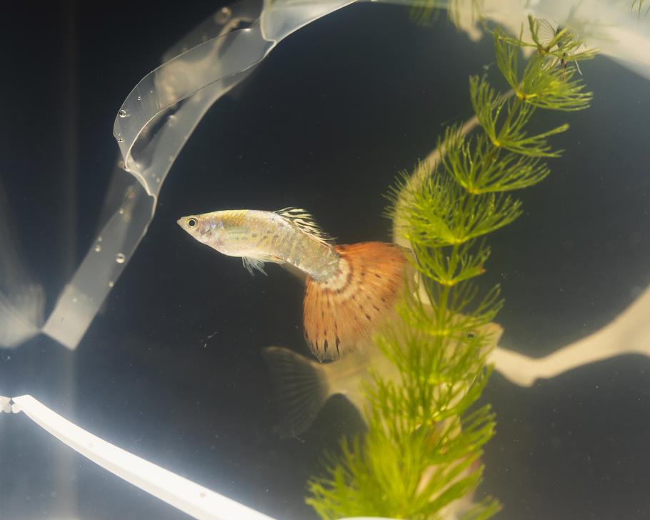 CO2 for Planted Aquariums: A Beginner’s Guide to Healthier, Faster Growth CO2 for Planted Aquariums: A Beginner’s Guide to Healthier, Faster Growth
