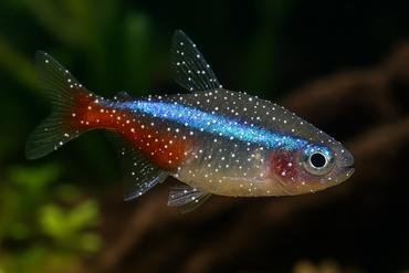 Early Disease Identifications in the Tank