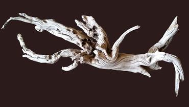 Driftwood in Aquariums: Benefits, Types, and How to Prepare It Safely