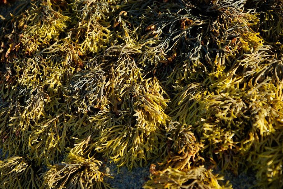 Natural Algae Control: 9 Proven Methods Ranked from Easiest to Most Effective