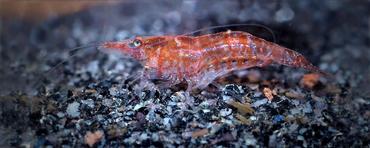 Cherry Shrimp Care for Beginners: Tank Setup, Water, and Breeding Tips