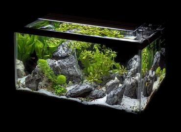 Do You Need CO₂? Three Proven Paths to a Healthy Planted Tank