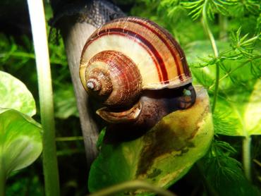 Snail Boom 2025: The 10 Best Aquatic Snails for Planted Tanks
