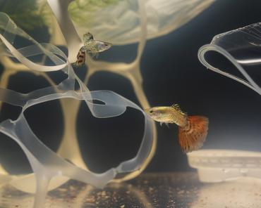 How to Fix Cloudy Water Fast (White, Green & Yellow Water Explained)