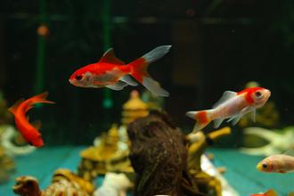 Questions to Ask Before Starting a Freshwater Fish Tank