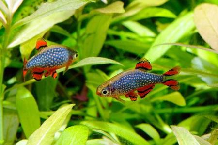 The Best 10-Gallon Fish Stocking Ideas (With Photos, Behavior Notes & Alternatives)