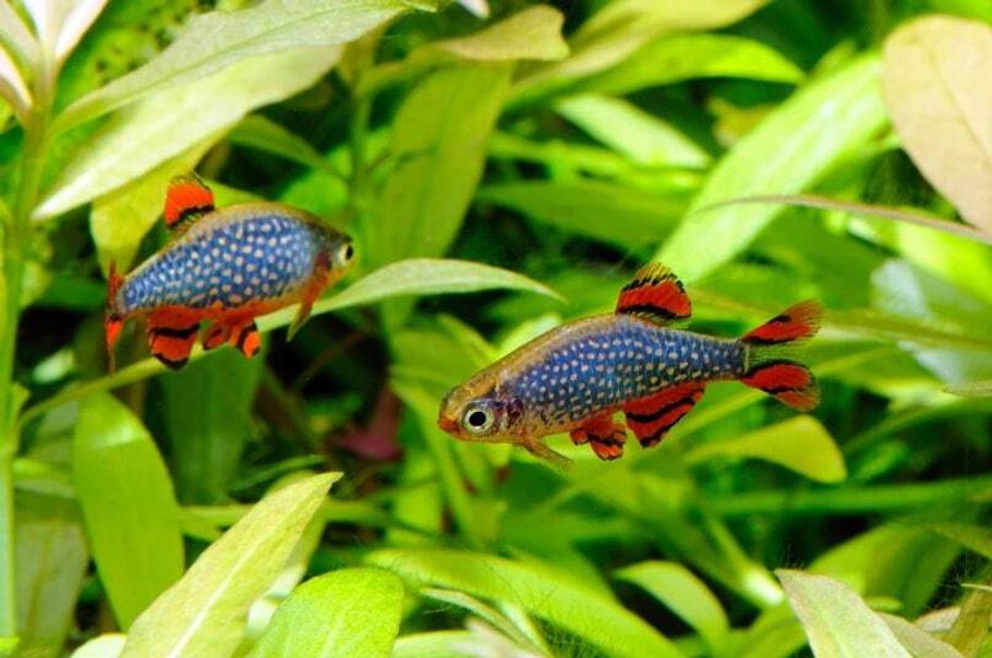 The Best 10-Gallon Fish Stocking Ideas (With Photos, Behavior Notes & Alternatives) The Best 10-Gallon Fish Stocking Ideas (With Photos, Behavior Notes & Alternatives)