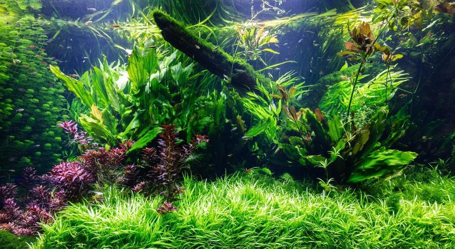 Low-Light Aquarium Plants for Beginners Low-Light Aquarium Plants for Beginners