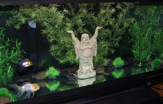 Aquarium Decorations