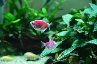 The Psychology of Fishkeeping: How Visual Rhythms in Aquascaping Reduce Human Stress