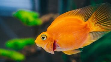 Aquarium Photography: Pro Tips for Capturing the Perfect Tank Shot