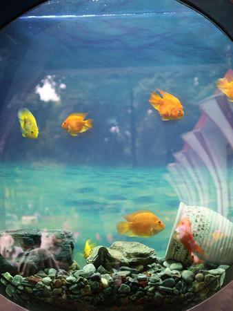 Urban Fish Farming (Aquaponics 2.0)