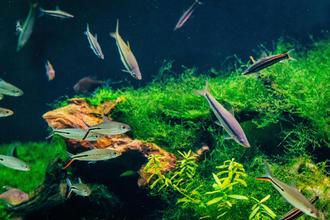 Hardcore Aquascaping & Geology