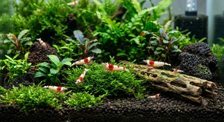 How to Keep Crystal Red Shrimp Successfully