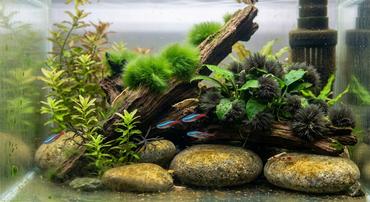 Aquarium Algae Identification Guide: Every Type of Algae Explained