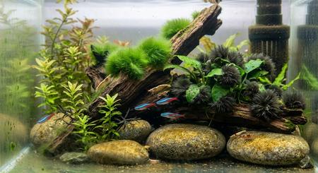 Aquarium Algae Identification Guide: Every Type of Algae Explained