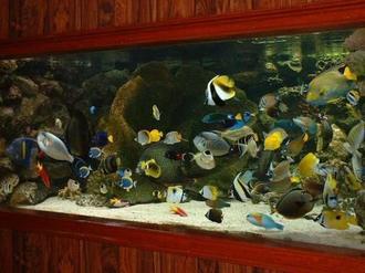 Saltwater Aquariums