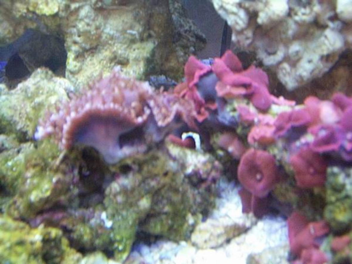 freshwater fish tank (mostly fish and non-living decorations) - Community tank,angel fish,sharks(red tail,irr.albino)neons,white clouds,etc.