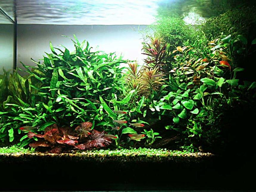 Rated #173: Planted Tank - Aquarium Size: 60cm x 30cm x 45cm
Substrate: 3inch lonestar
Filtration: Internal power filter
Lighting: 72 Watts, 10 hours
CO2 system: 3 bubbles per second

Plants:
Anubias barteri var. nana, Echinodorus 'Ozelot', Elatine trianda, Ludwigia Cuba sp., Glossostigma elatinoides, Ludwigia repens, Microsorum pteropus, Microsorum pteropus 'Windelv', Nymphaea zenkeri 'Red', Vesicularia dubyana.

Fish:
Apistogramma trifasciata, Petitella georgiae, Nannostomus marginatus, Golden Sunrise Mickey Platies, Otocinclus.

Invertebrates:
Malayan shrimps, Caridinia japonica